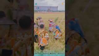 Download lagu Bupati Bantaeng Hadiri Panen Perdana Padi genjah dan Jagung Hasil Kolaborasi UNHAS mp3
