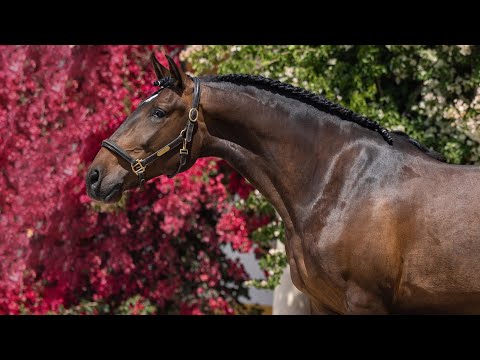 Horse for Sale | Eye-catching 4yo Lusitano Gelding  - piro free (REF#854)