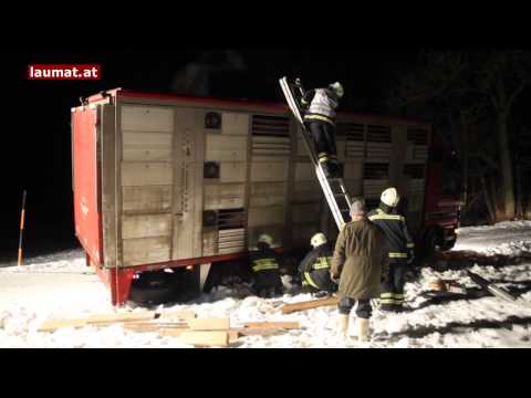 Schwierige Bergung eines Schweinetransporters mit 80 Schweinen in Sattledt