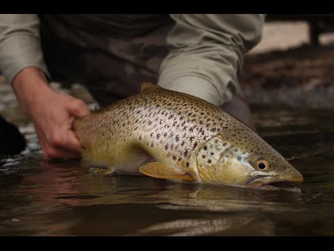 Sea Trout Fyn: Fall-fishing at the islands of Fyn, Denmark