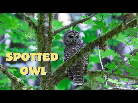 Sova zlatohlavá — Spotted Owl