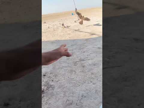 روح في سبيل الله 😁 صقر الشاهين #السعودية #اكسبلور #snake السعودية مقناص مكشات ليبيا مصر دبي العراق
