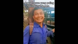 Download lagu hewan dilindungi negara mp3