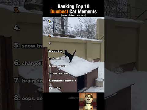 Ranking Top 10 Dumbest Cat Moments!
