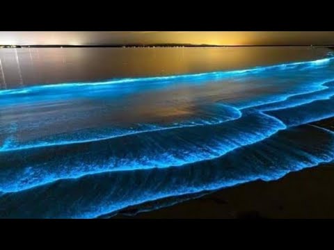 Bioluminescence at Surathkal beach |