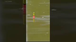 Download lagu Kumbul ngetrik ikan mas babon #mancing #shorts mp3 Download lagu Kumbul ngetrik ikan mas babon #mancing #shorts mp3