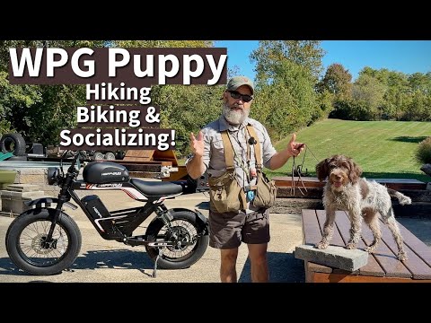 Wirehaired Pointing Griffon Puppy | Hiking, Biking, & Socialization Session