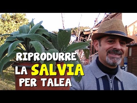 , title : 'RIPRODURRE LA SALVIA PER TALEA'