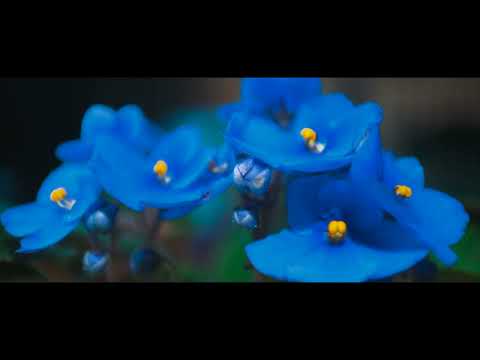 Saintpaulia Ionantha [4K Video With Macro]