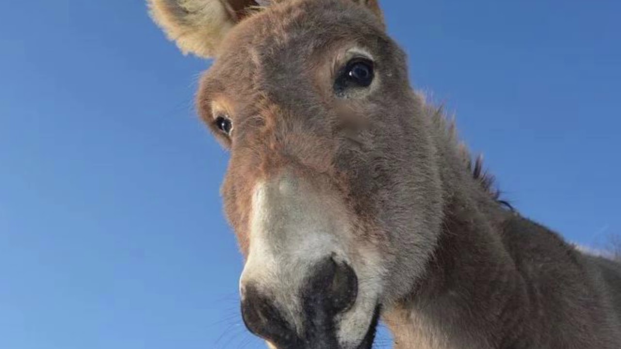 Hör Zu und sing mit ‼️ thumbnail