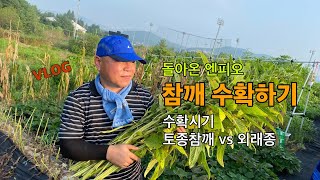 참깨 수확하기 / 수확시기 / 토종 참깨와 외래산 참깨