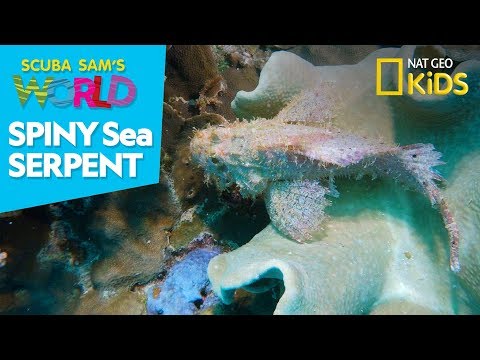 Spiny Sea Serpent | Scuba Sam's World