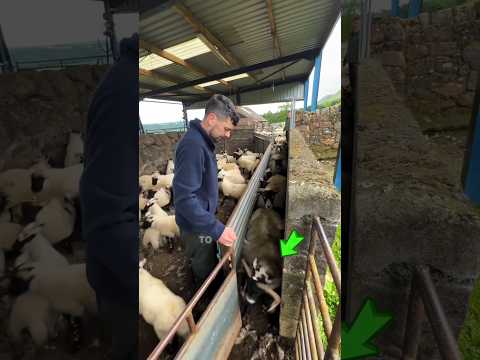 This Sheep Had Other Plans