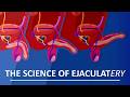 Behind The Sperm And Ejaculation