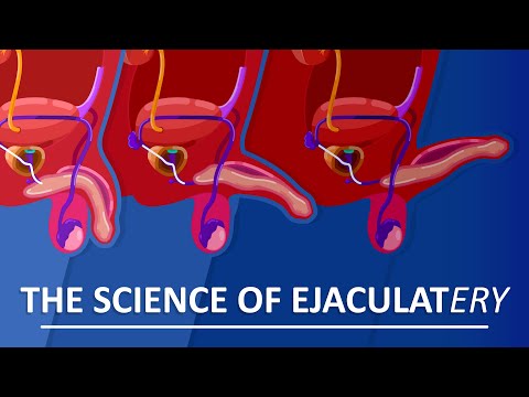 Understanding Male Reproductive System: Sperm, Ejaculation