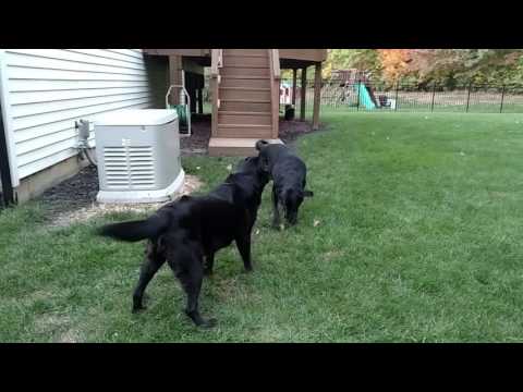 Tarren and Duncan playing in the backyard
