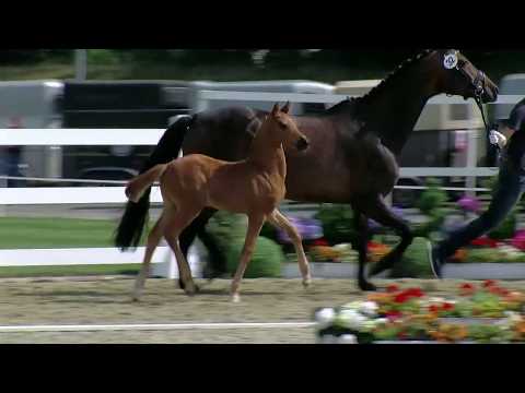 Stf v Don Olymbrio L x Touch Me x Romanov Blue Hors 2017