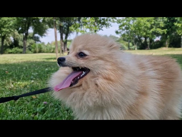 Pomerano cachorro en venta