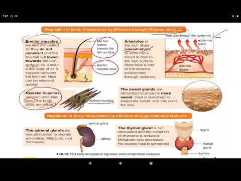 Biology Form 4-Chapter 13|Homeostasis and The Human Urinary System