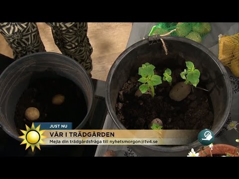 Så får du "hinkpotatis" till midsommar - Nyhetsmorgon (TV4)