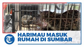 BKSDA Dapati Harimau Masuk Rumah di Pasaman setelah Dicek Ternyata Macan Dahan