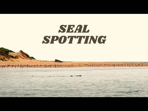 Seal Spotting At Newburgh Beach | Scotland Travel