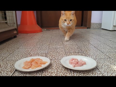 Cats Choosing Food