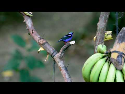 Male and Female Red-legged Honeycreeper