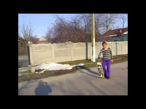 skatebord in valea mare