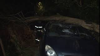 albero-cade-su-auto-uomo-vivo-per-miracolo