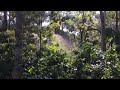 Coffee estate for sale in Sakleshpur, coorg, chikmagalur, karnataka