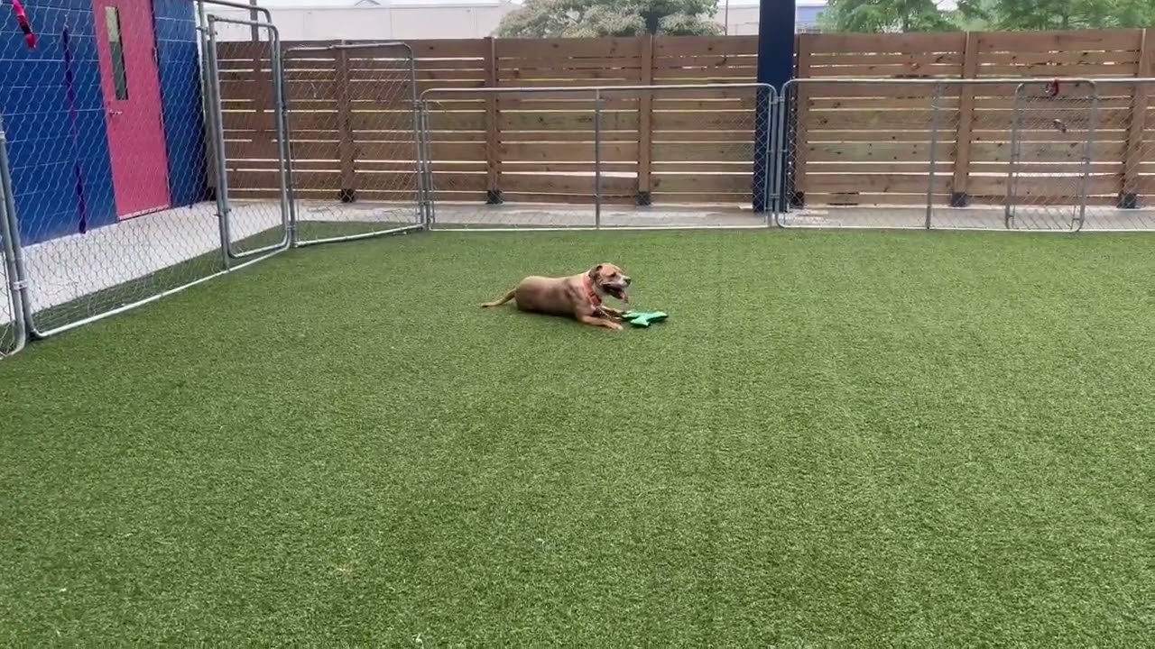 Enlarge Angus (aka Marion), a Adoptable mixed breed in Hartsville, SC video 6/6