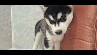 シベリアンハスキーの動画01