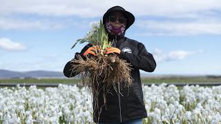 What is Iris Florentina? Skin Science