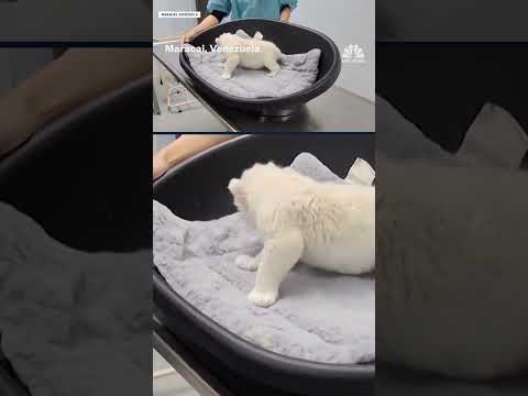 Two endangered white lion cubs are born in a zoo's conservation program
