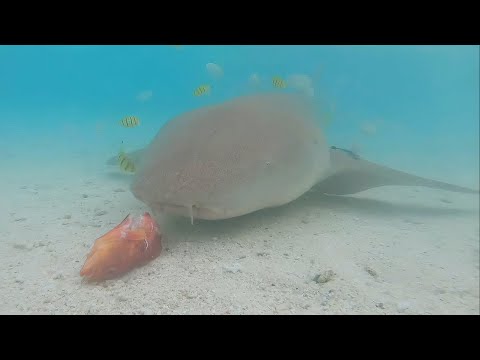 Endless Island Dream | EDM Music Video: Maldives’ Oceanic Beauty & Island Life