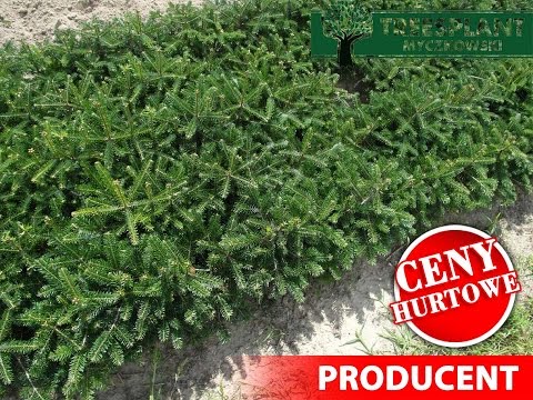 Sprzedaż 2/2 Jodła Kaukaska "Nordmanniana" 20-35 cm Treesplant.pl Polski Producent Sadzonki