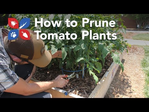  Do My Own Gardening - How to Prune Tomato Plants Video 