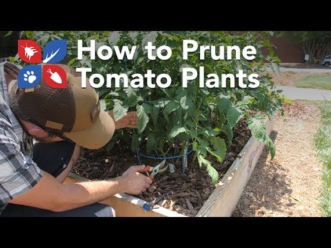  Do My Own Gardening - How to Prune Tomato Plants Video 
