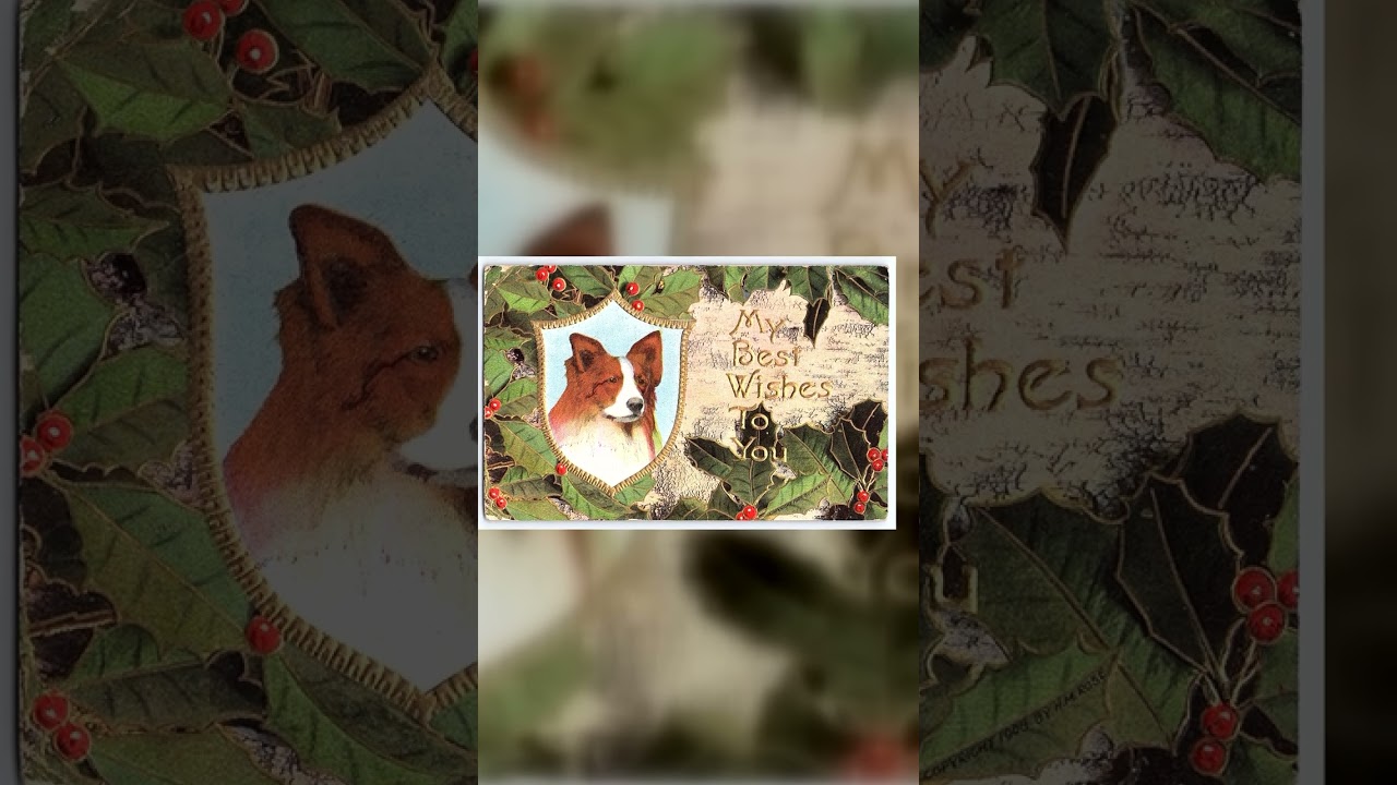 H.M. Rose, Divided Back Postcard, Dog with Holly, 1911 Postmark Video