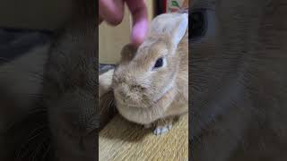 うさぎの日常その11 #うさぎ #うさぎのいる暮らし
