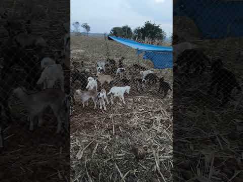 Sound of small Sheep or bhed#goat #lamb #field #nature #lambsound