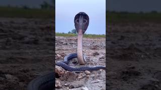 Download lagu Indian Cobra #cobra #shorts mp3