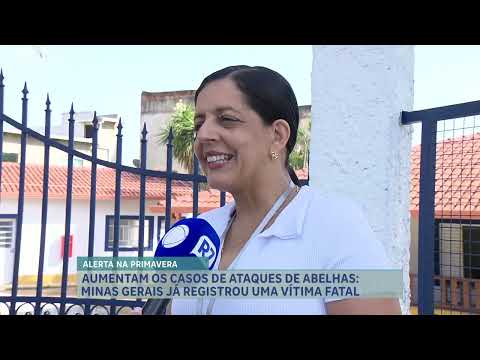 Casos de Ataques de Abelhas Crescem em Minas Gerais e Jovem é Salva por Motociclista na Grande BH