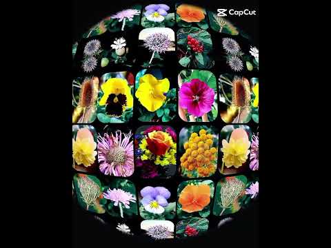 shamima#subscribe #flowers #videos.