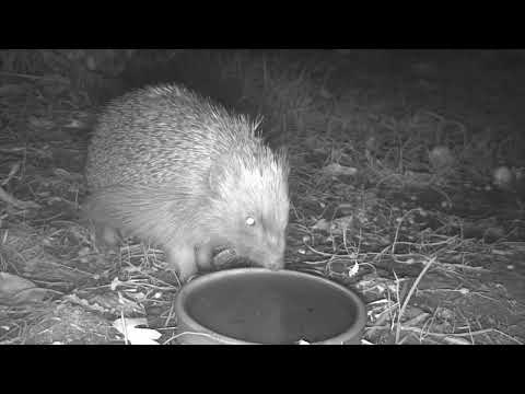 #hogblog 348 19 6 2022 hedgehog cam