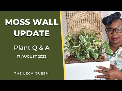 Moss Wall Updates & Other Plant QUESTIONS answered | Q & A 17 August 2022