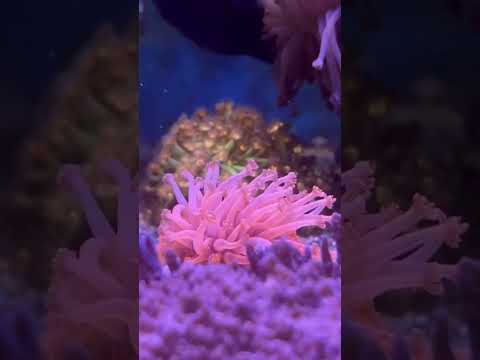 Ghenda - Dj Leska Officiel #beach #music #aquarium #reeflife #summeronshorts