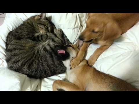 Aniki and Raina get along very well with cat