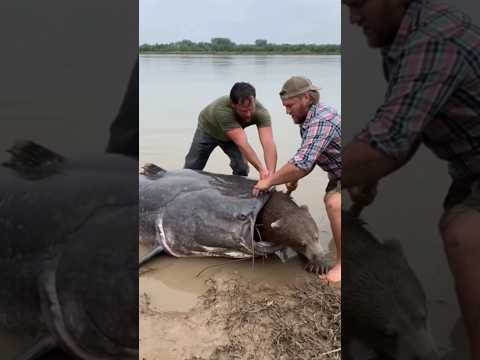 A bear stuck inside a giant fish’s mouth — rescued in the most shocking way! 😱